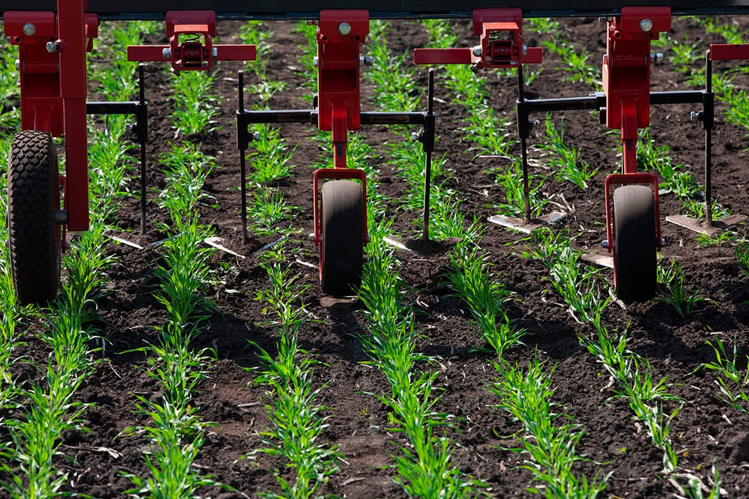 Mechanische onkruidbestrijding in zomergerst. - Foto: Hans Banus