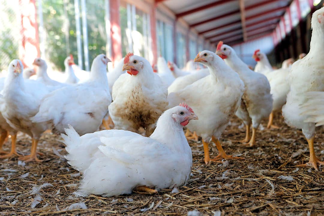 De nieuwe afspraak tussen Storteboom en De Heus geldt voor alle concepten van Storteboom, waaronder vleeskuikens gehouden volgens Beter Leven 1 Ster.
