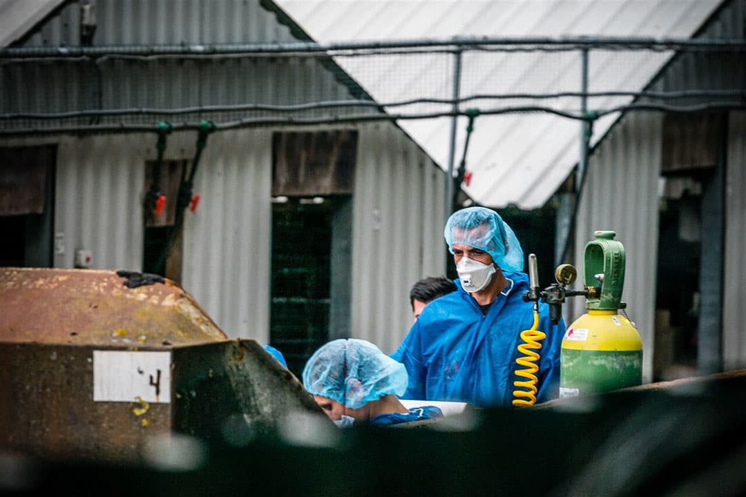 Medewerkers van de NVWA aan het werk tijdens een ruiming van nertsen op een nertsenfokkerij in het Brabantse Vlierden. Foto: ANP