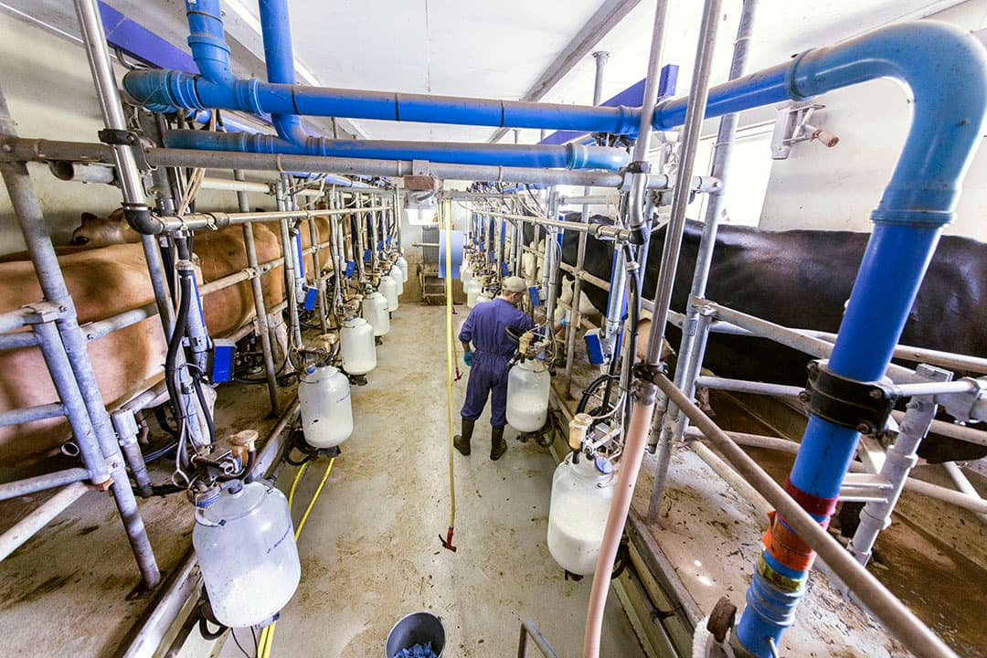 Koeien worden gemolken in de melkput. - Foto: Koos Groenewold