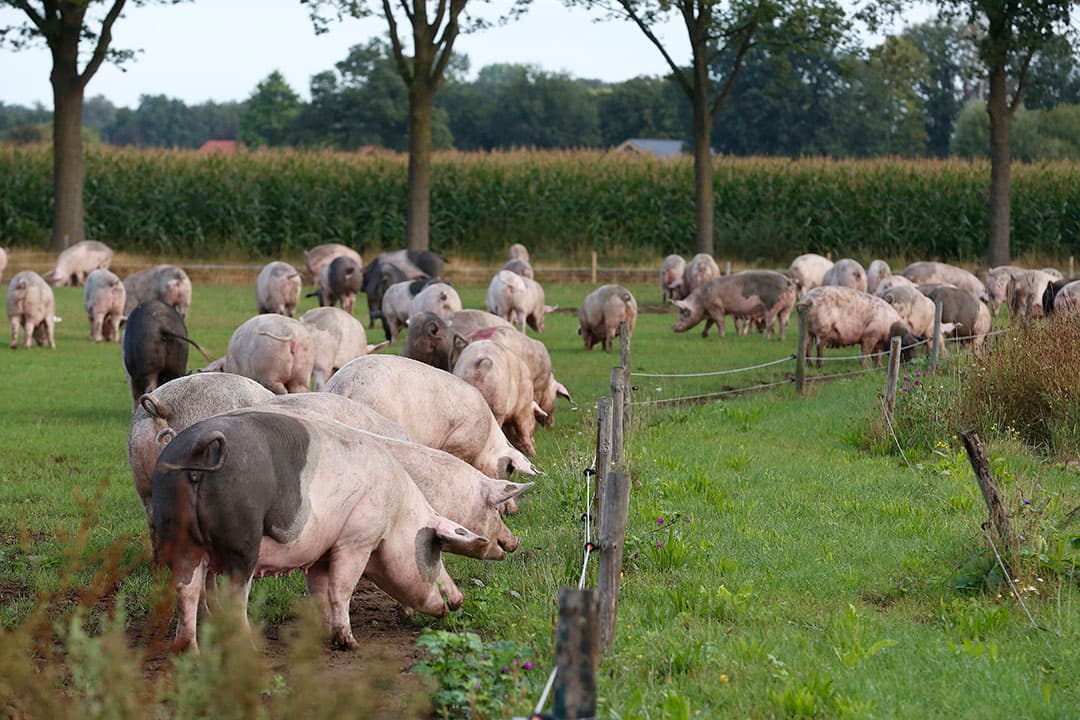 Foto: Hans Prinsen