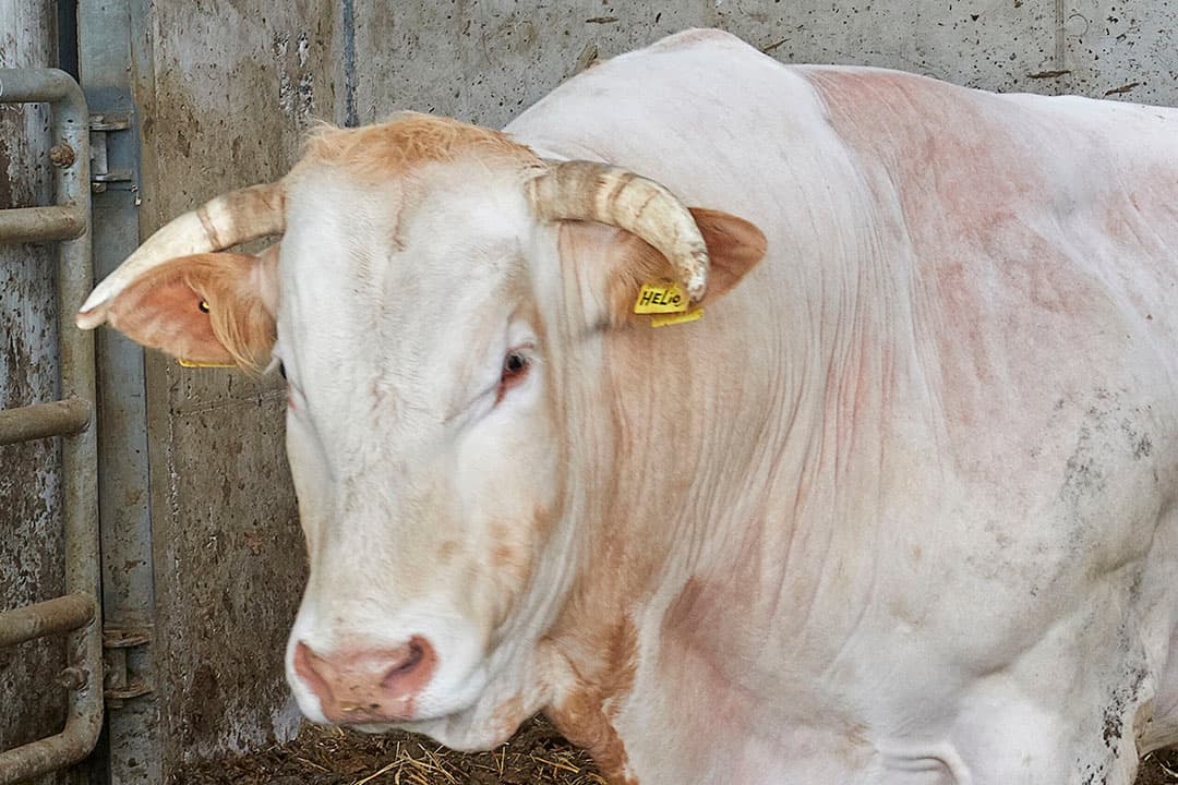 Foto: Van Assendelft Fotografie