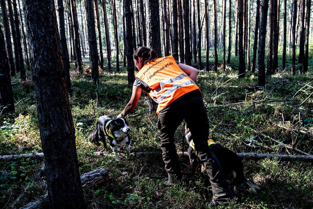 In Duitsland wordt met behulp van honden gezocht naar kadavers van wilde zwijnen. - Foto: EPA