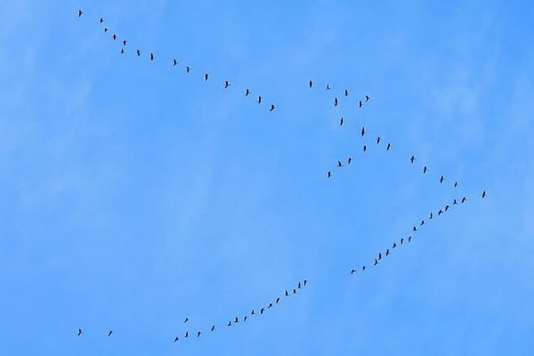 Besmette trekvogels reizen na temperatuurdaling af naar zuidelijke gelegen gebieden. Foto: Canva