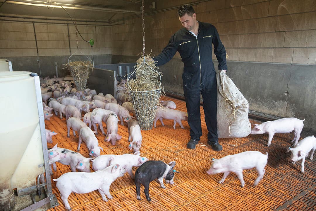 De biggen (TN70 x PIC408G) worden in grote groepen van 120 dieren per afdeling gehouden onder het Beter Leven -keurmerk. - Foto: Hans Banus