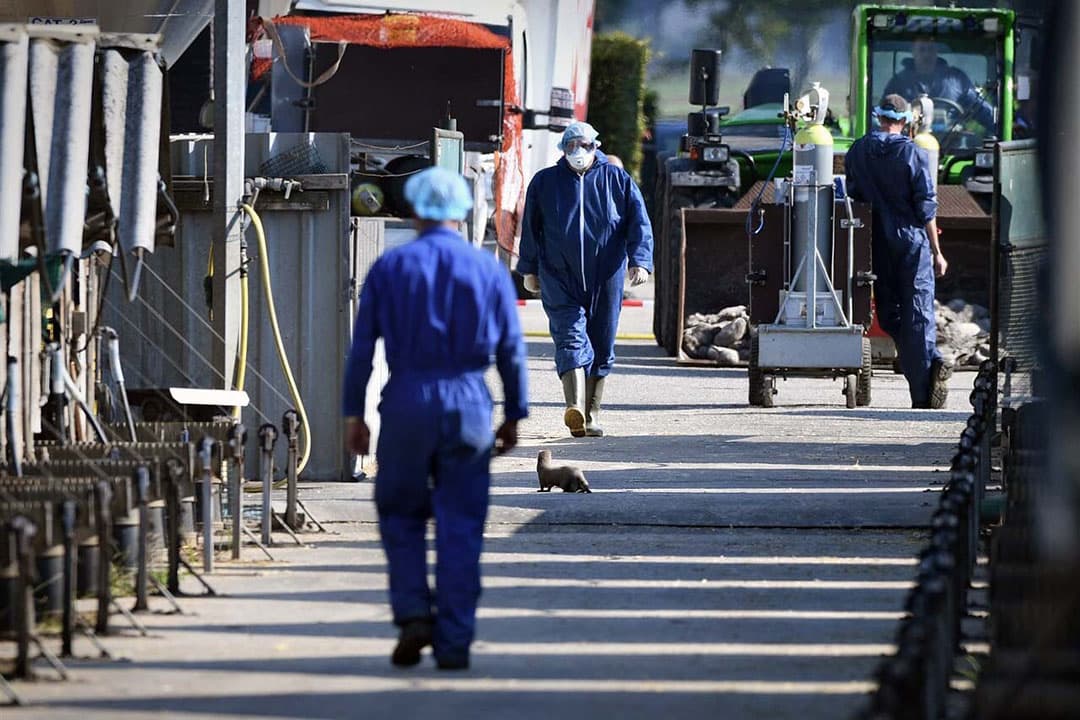Ruiming van een eerder besmet nertsenbedrijf. - Foto: ANP