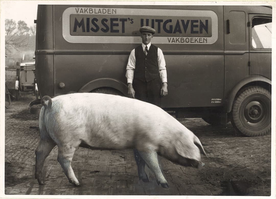 In de jaren net na de oorlog, waren bedrijven nog veelal gemengd. Een varken was uiterst welkom en met de huisvesting zat het wel snor. Stikstof? Fosfaat? Niets van dat al. Eisen op het gebied van wet- en regelgeving waren er nog niet. Wie deze fokzeug beschikbaar stelde als hoofdprijs voor het Boerderij Herfstraadsel, is niet bekend. - Foto: Misset