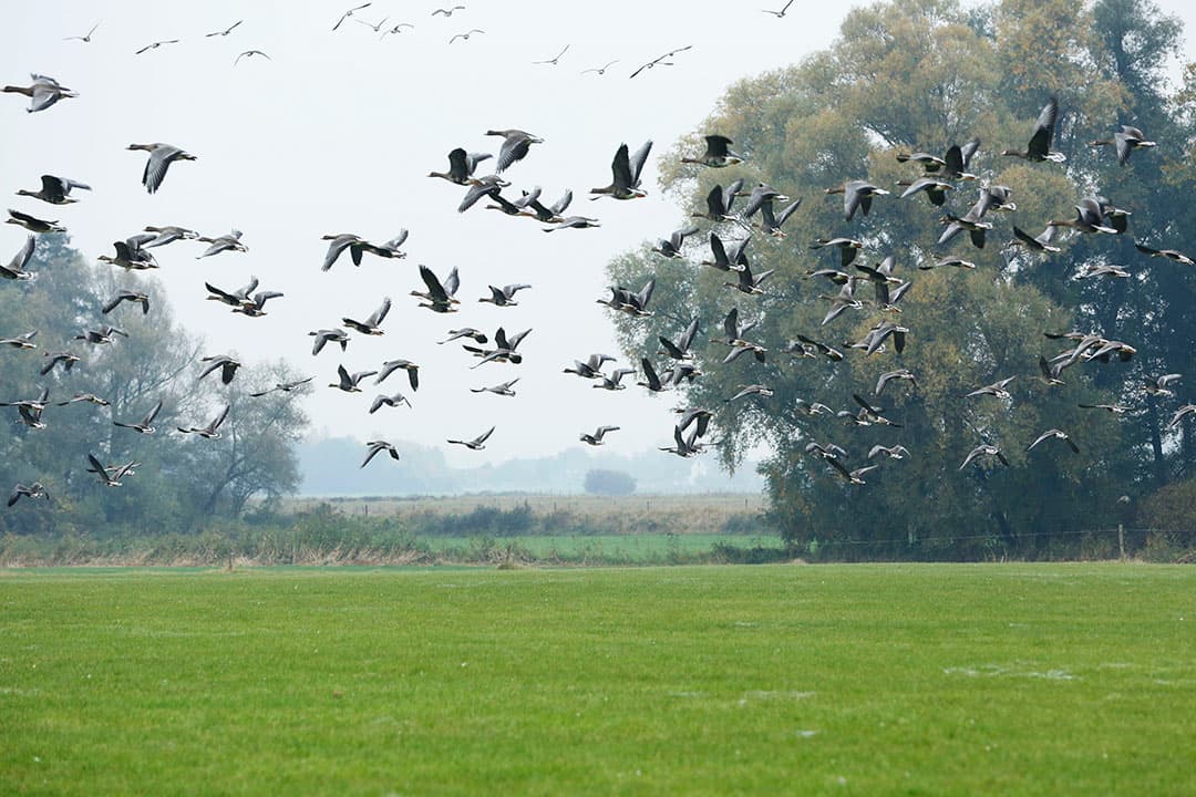 Foto: Henk Riswick