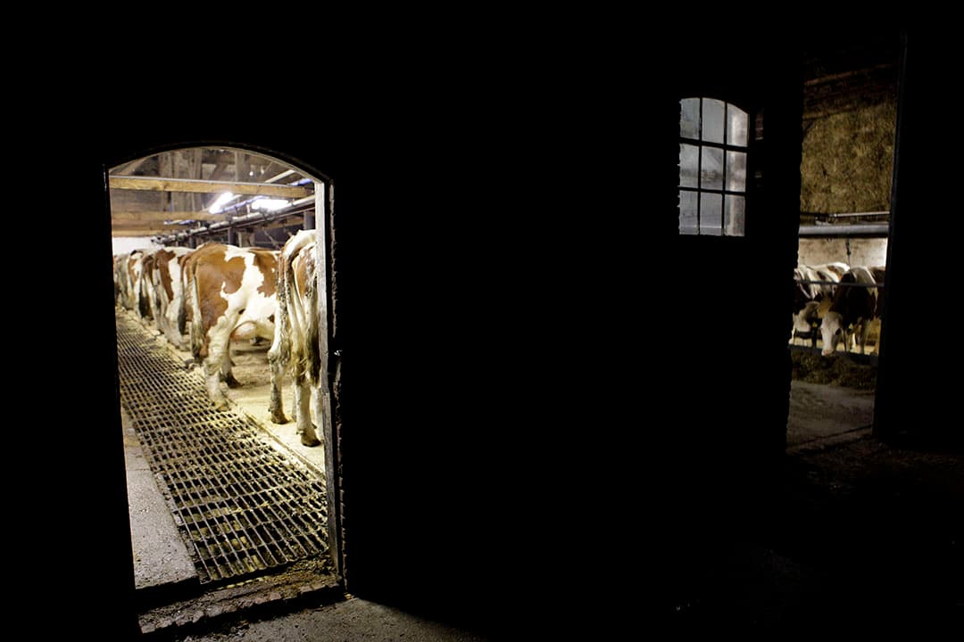 Het stof in stallen van kleine bedrijven is rijker van samenstelling dan bij grote bedrijven. Het maakt de longbekleding steviger. - Foto: Hans Prinsen