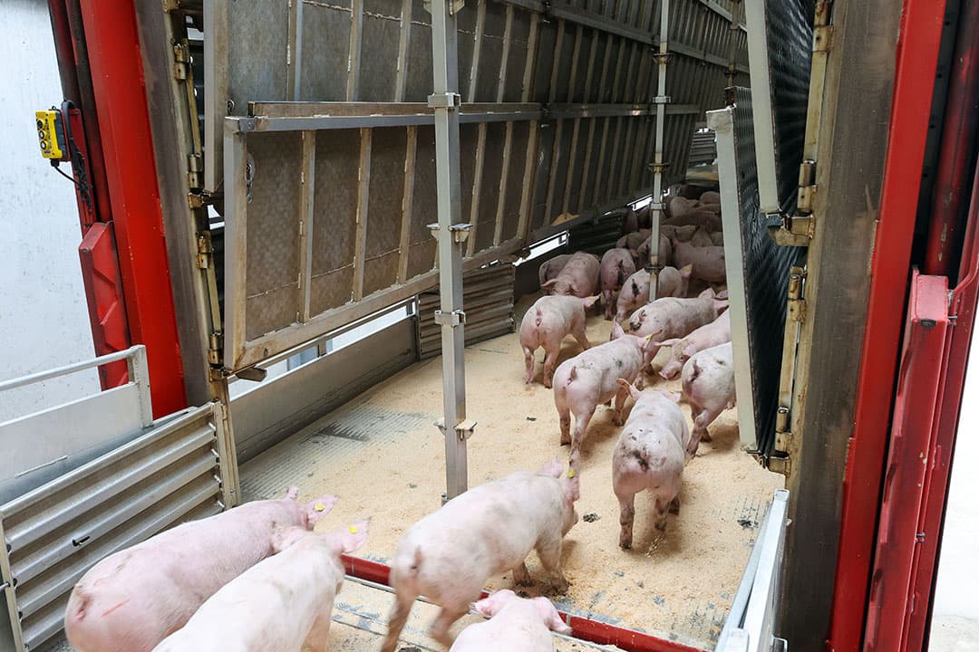 Het laden van exportbiggen. De export en opbrengstprijs van biggen staan zwaar onder druk als gevolg van de vondst van Afrikaanse varkenspest (AVP) in Duitsland. - Foto: Bert Jansen