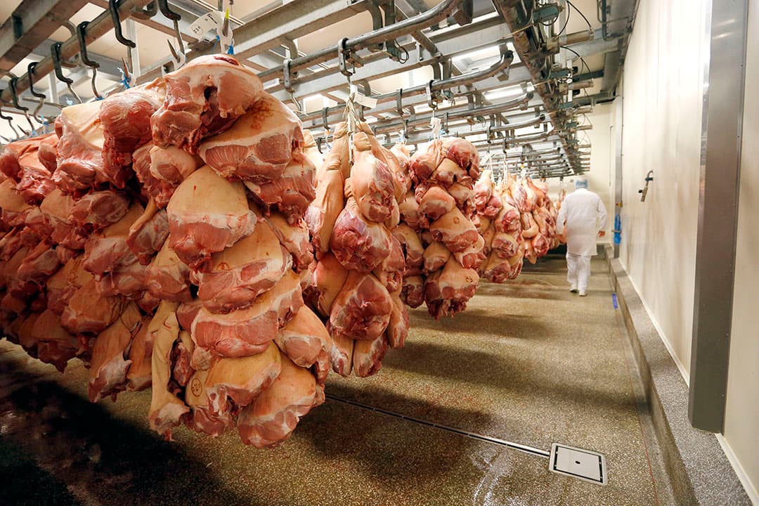 Hammen in koeling van een slachterij. - Foto: Bert Jansen