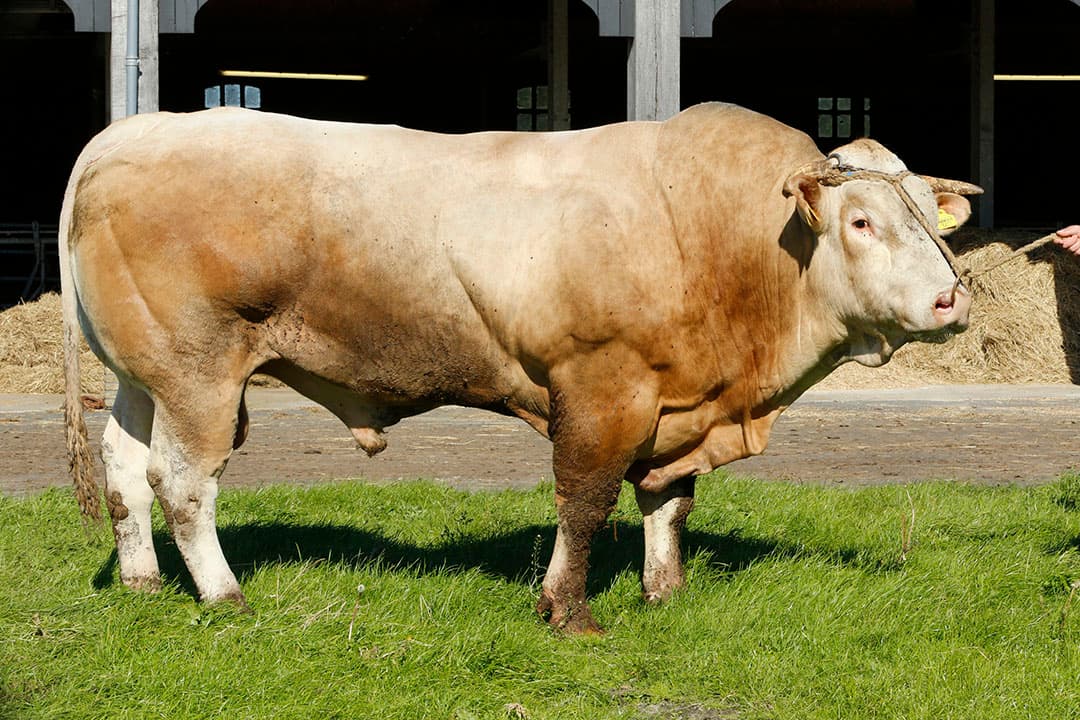 Foto: Henk Riswick