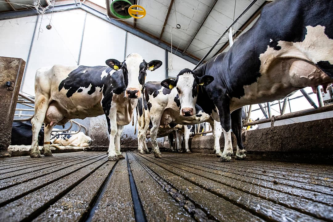 De provincie zal regelmatig de veebezetting controleren van de verkopende of verleasende bedrijven. - Foto: Ronald Hissink