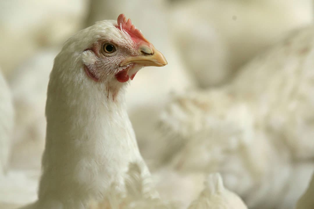 Vleeskuiken in pluimveestal. Met de korting van 3 cent op de uitbetalingsprijs wil slachterij 2 Sisters Storteboom vleeskuikenhouders aansporen om hun stallen salmonella-vrij te maken. - Foto: Koos Groenewold