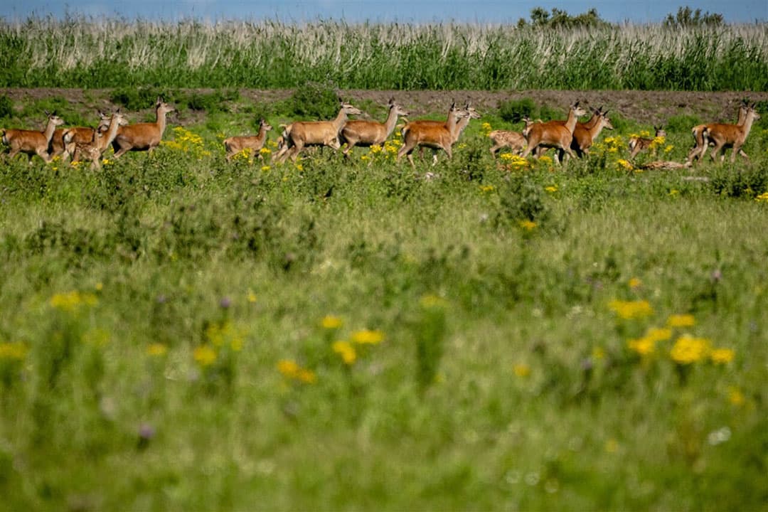 Edelherten in de Oostvaardersplassen. - Foto: ANP / Hollandse Hoogte / Sander Koning