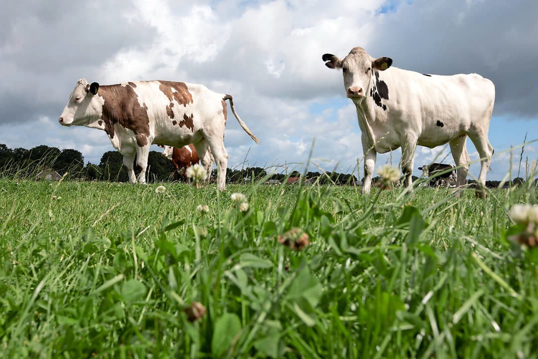 Voor een goede kwaliteit weidegras is weinig ammoniak nodig, aldus de adviseurs. - Foto: Hans Banus