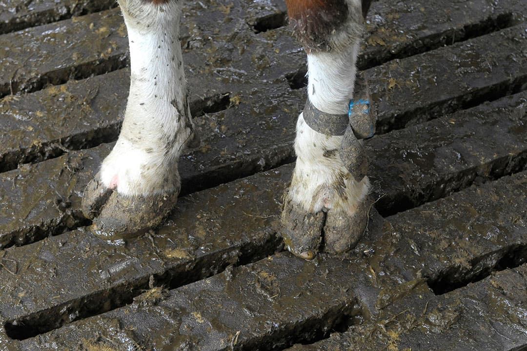 Foto: Roel Dijkstra