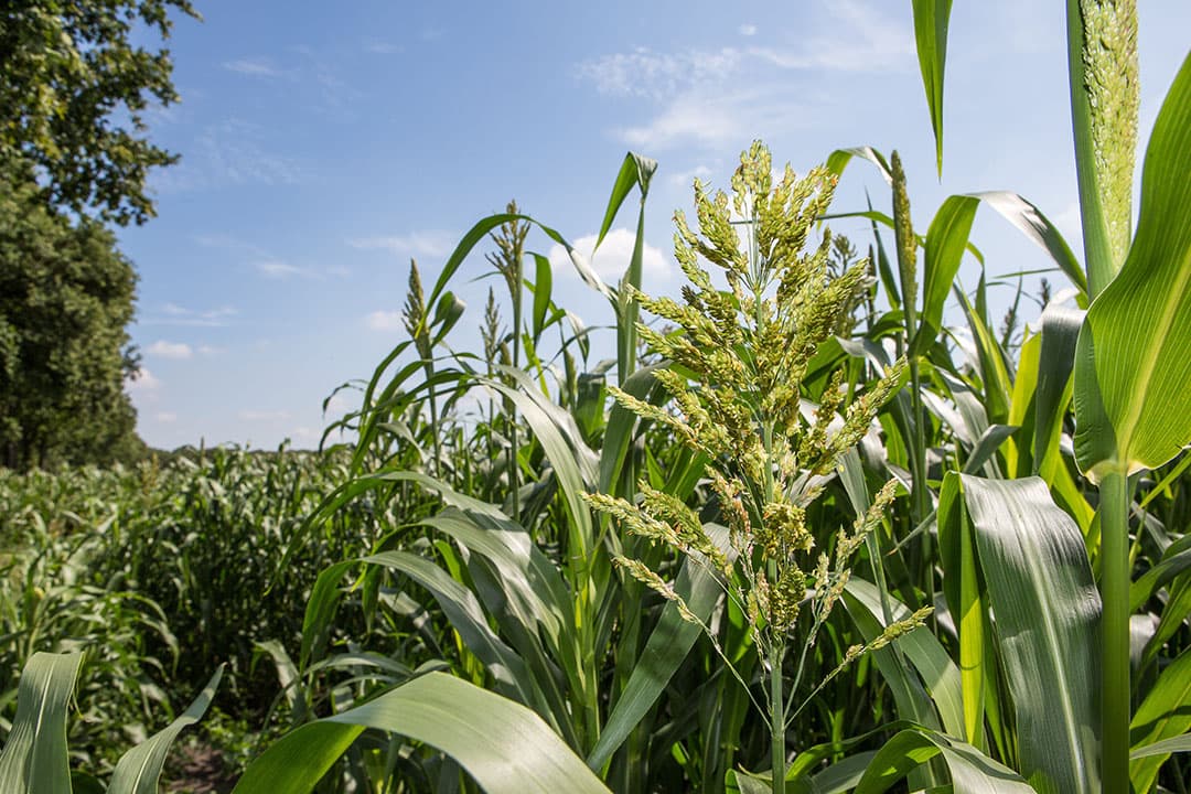 Sorghum - Foto: Peter Roek