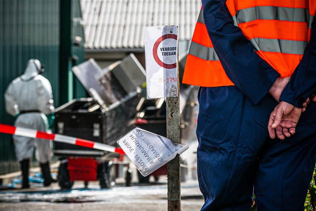 Medewerkers van de NVWA tijdens het ruimen van een nertsenfokkerij in het Brabantse Deurne. Foto: ANP