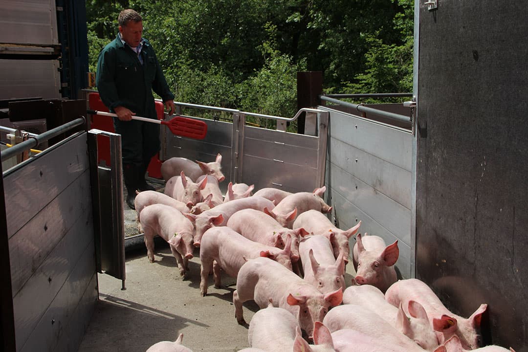 De Duitse vleesvarkenshouders blijven niet zonder meer biggen opleggen. Ze willen eerst meer duidelijkheid over de varkensmarkt. - Foto: Kees van Dooren