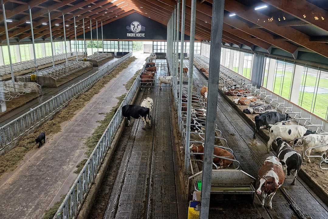 Het deel van de stal waar de koeien lopen, heeft een met rubber bedekte, iets aflopende vloer. De gier loopt weg, de mest wordt afgeschoven.
