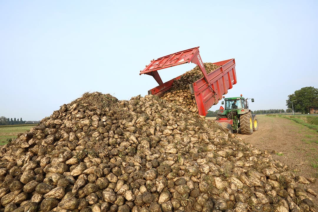 Oogst van suikerbieten. De Europese suikerprijs heeft geen last van de coronacrisis. Foto: Henk Riswick