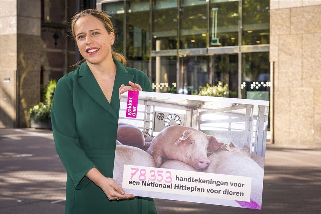 Minister Carola Schouten van LNV neemt de petitie tegen hittestress bij dieren in de veehouderij in ontvangst van Wakker Dier. - Foto: ANP