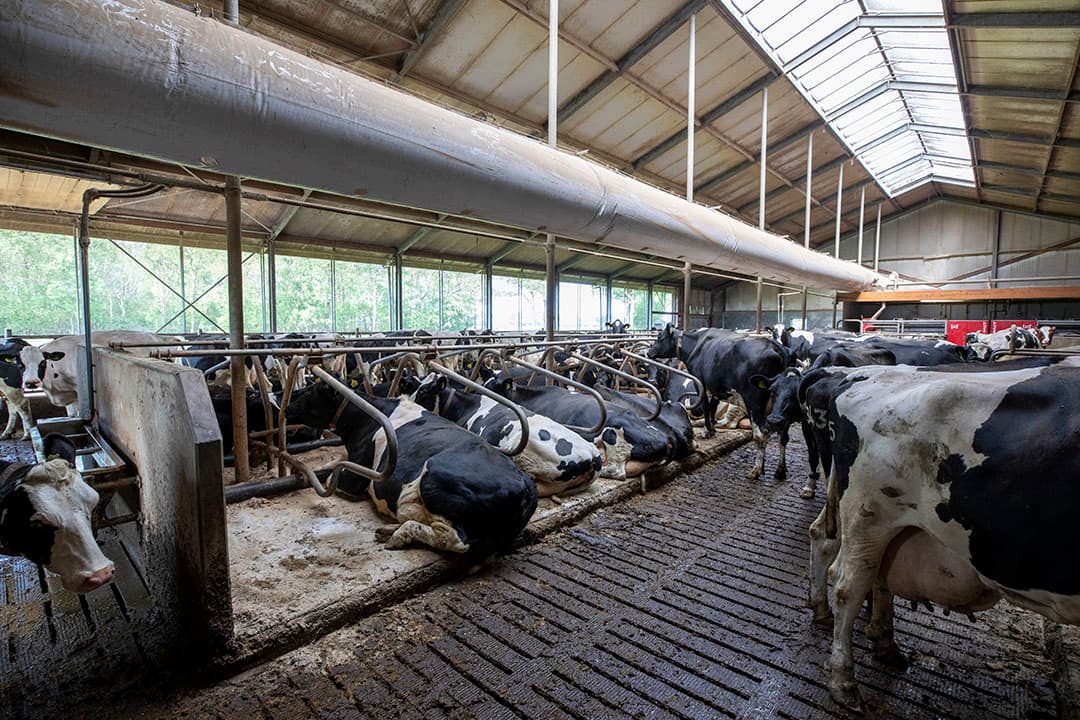 Foto: Anne van der Woude