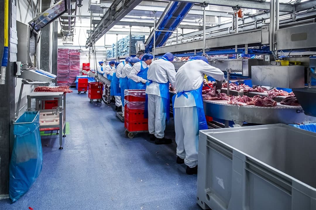 Personeel van varkensslachterij Westfort aan het werk voordat het coronavirus uitbrak. Foto: ANP