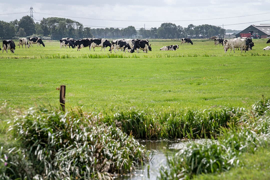 Bodemdaling in veenweidegebied. - Foto: Cor Salverius Fotografie