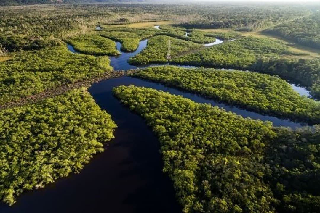 Braziliaans regenwoud. Foto: Canva