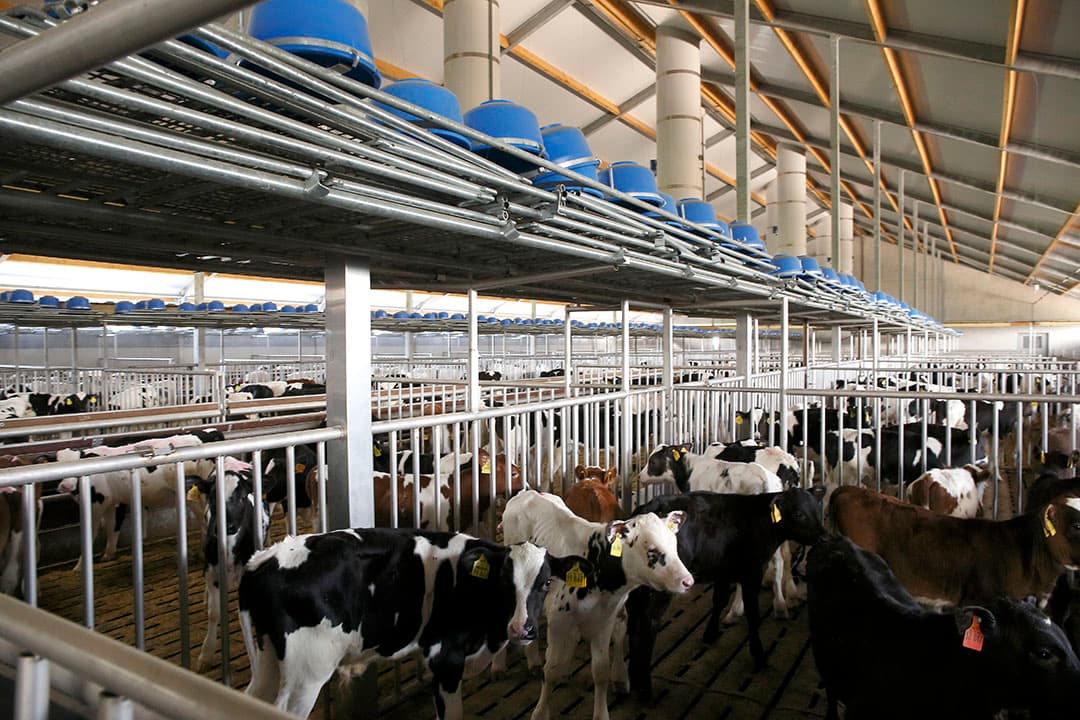 Kalveren in kalverstal. Toezichthouder SKV heeft een flink aantal  slapende  leden geschrapt van de ledenlijst, met als resultaat dat alleen de actieve kalverhouderijen zijn overgebleven. - Foto: Hans Prinsen