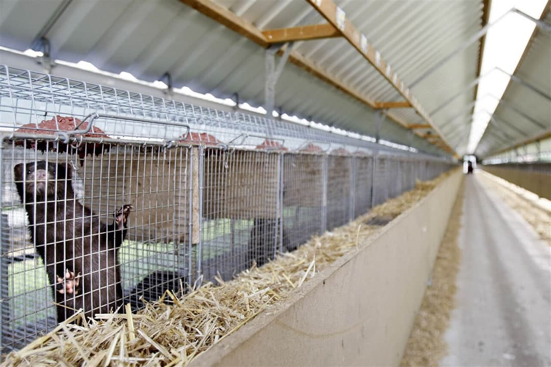 Nertsen in een kooi. - Foto: ANP