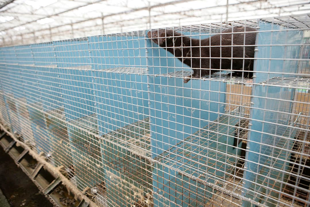 In de clusters coronabesmettingen op nertenbedrijven zijn geen overeenkomsten van bedrijven qua ligging, dierenarts of voerleverancier. - Foto: Michel Zoeter