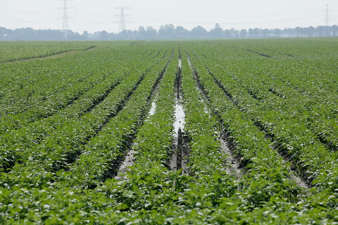 Bij normale weersomstandigheden lijken drempeltjes tussen de aardappelruggen aardige oplossingen om de afspoeling van meststoffen tegen te gaan. - Foto: Henk Riswick