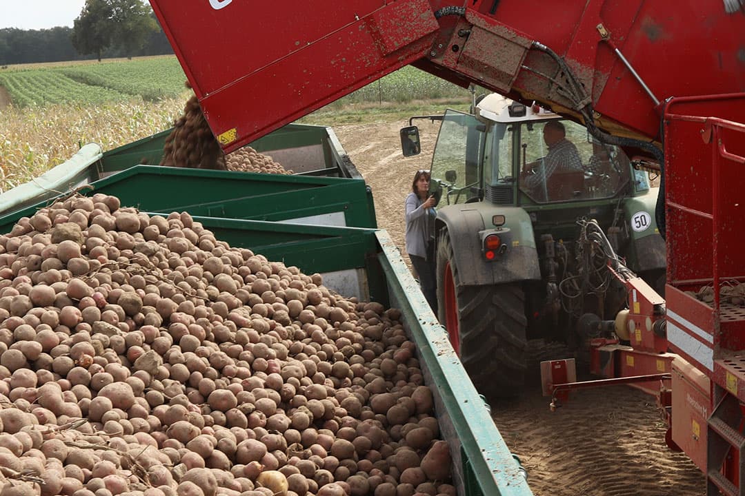 Oogst van aardappelen in Duitsland. Foto: Henk Riswick
