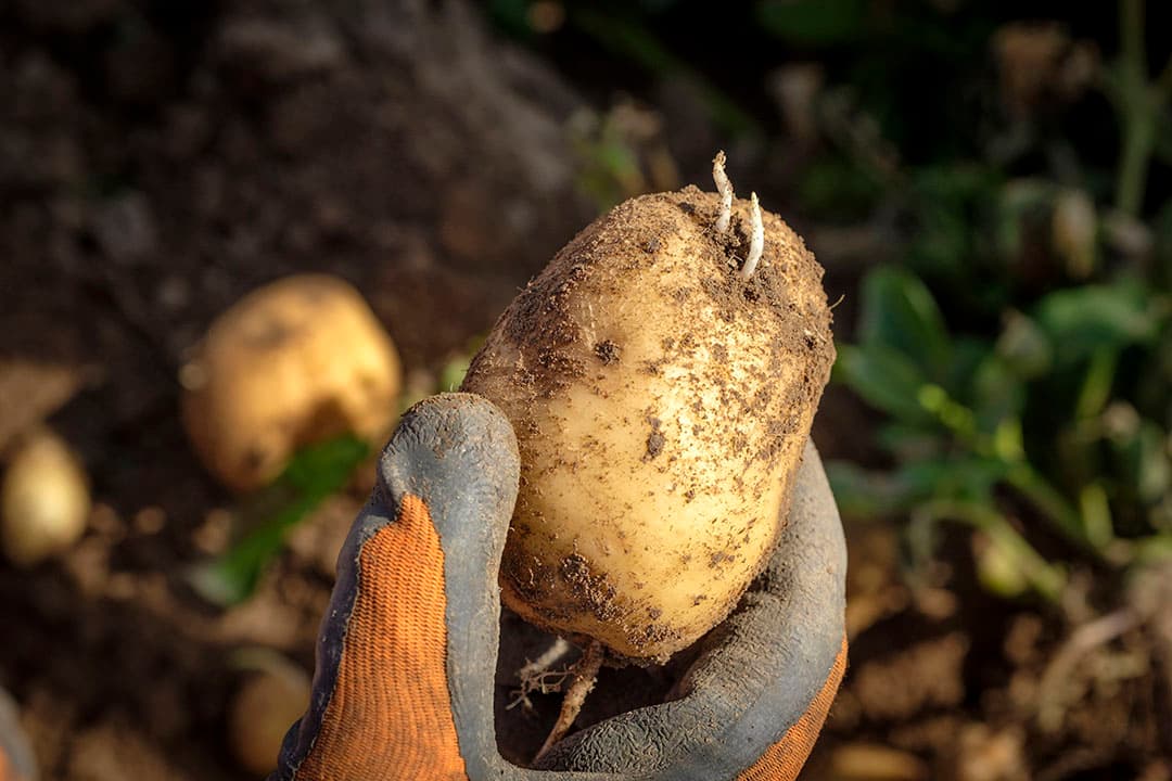 Doorwas in aardappelen. - Foto: Roel Dijkstra