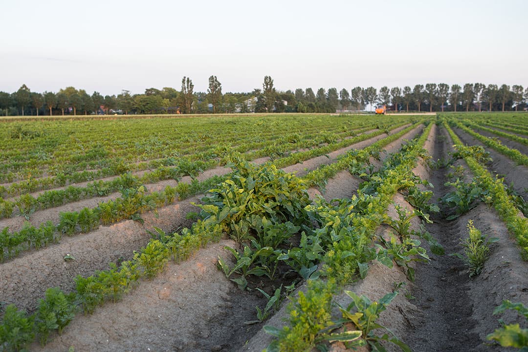 Foto: Peter Roek