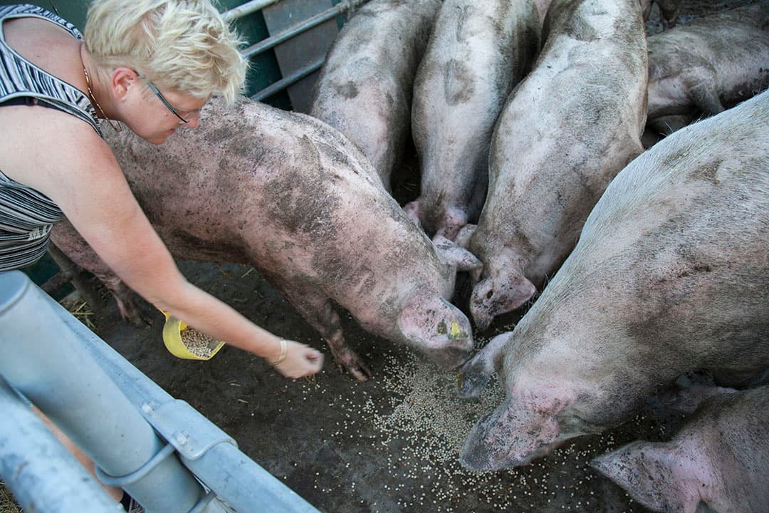 Annechien ten Have voert haar varkens. - Foto: Hans Banus