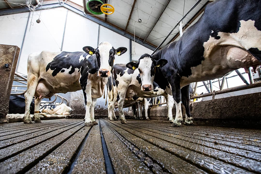 Onderzoek naar emissiearme stalvloeren.- Foto: Ronald Hissink