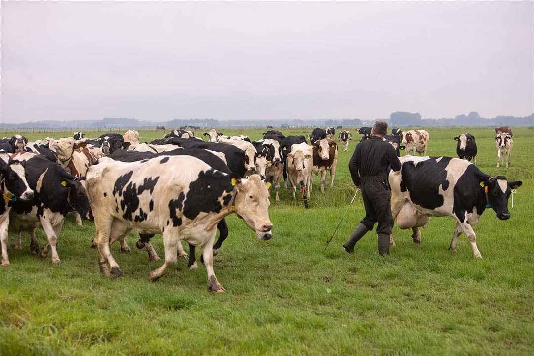 Het regent en dus is de koppel van veehouder Laurens Jan Schaap in Eemdijk het wel weer zat buiten. De koeien lopen weer richting de stal als de veehouder het draad opendoet. - Foto: ANP