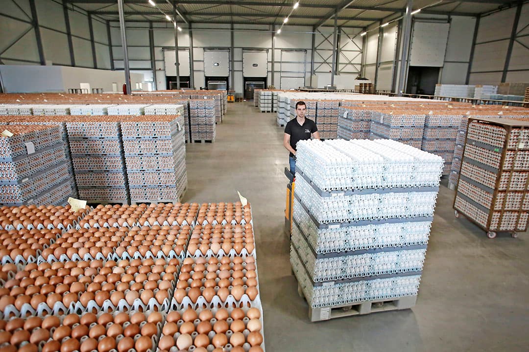 Van Raai Eierhandel werkt niet meer vanuit Woudenberg (na 114 jaar), maar vanuit een huurpand in Barneveld. - Foto: Ton Kastermans Fotografie