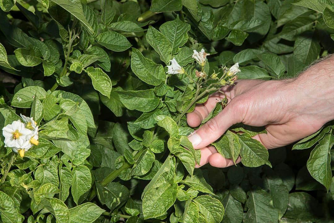NAK-controle op virusziek in aardappelen. - Foto: Koos Groenewold