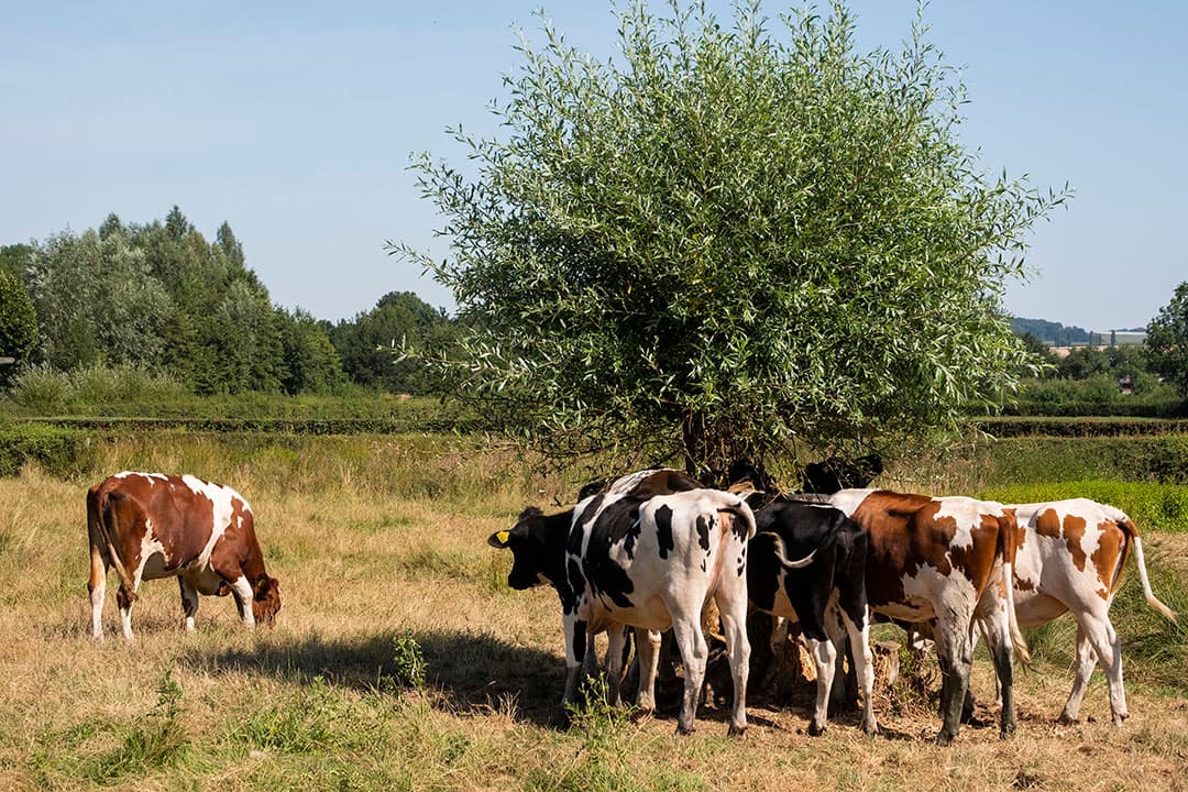Jongvee zoekt verkoeling onder een boompje. - Foto: Twan Wiermans