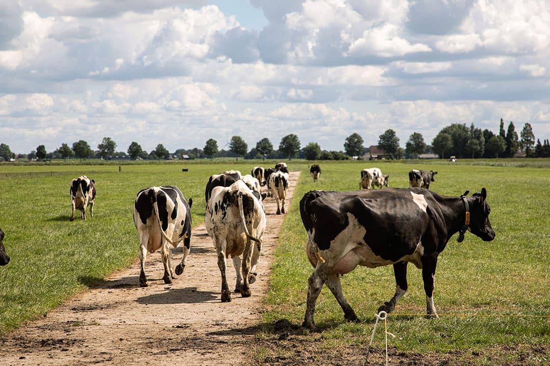 Foto: Herbert Wiggerman