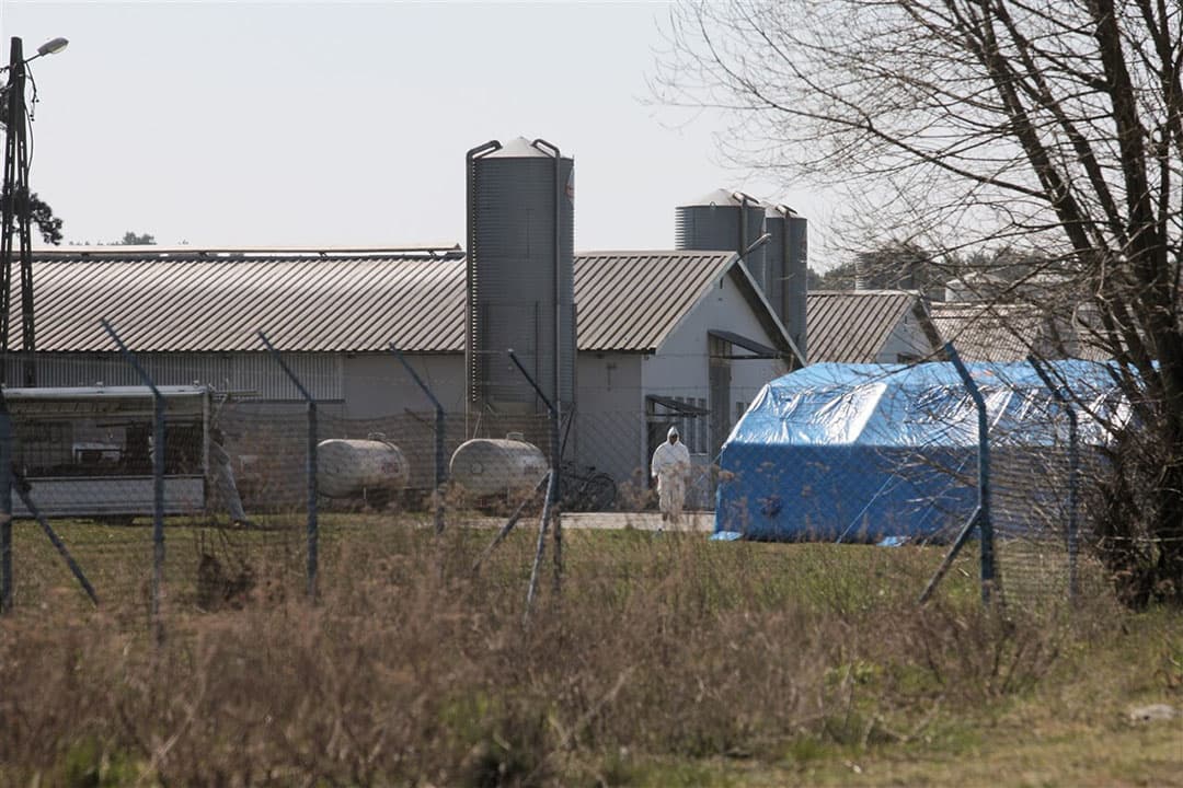 In de eerste helft van dit jaar waren er honderden uitbraken met het H5N8-virus bij pluimveebedrijven in Oost- en Centraal-Europa, zoals hier in het westen van Polen. - Foto: ANP