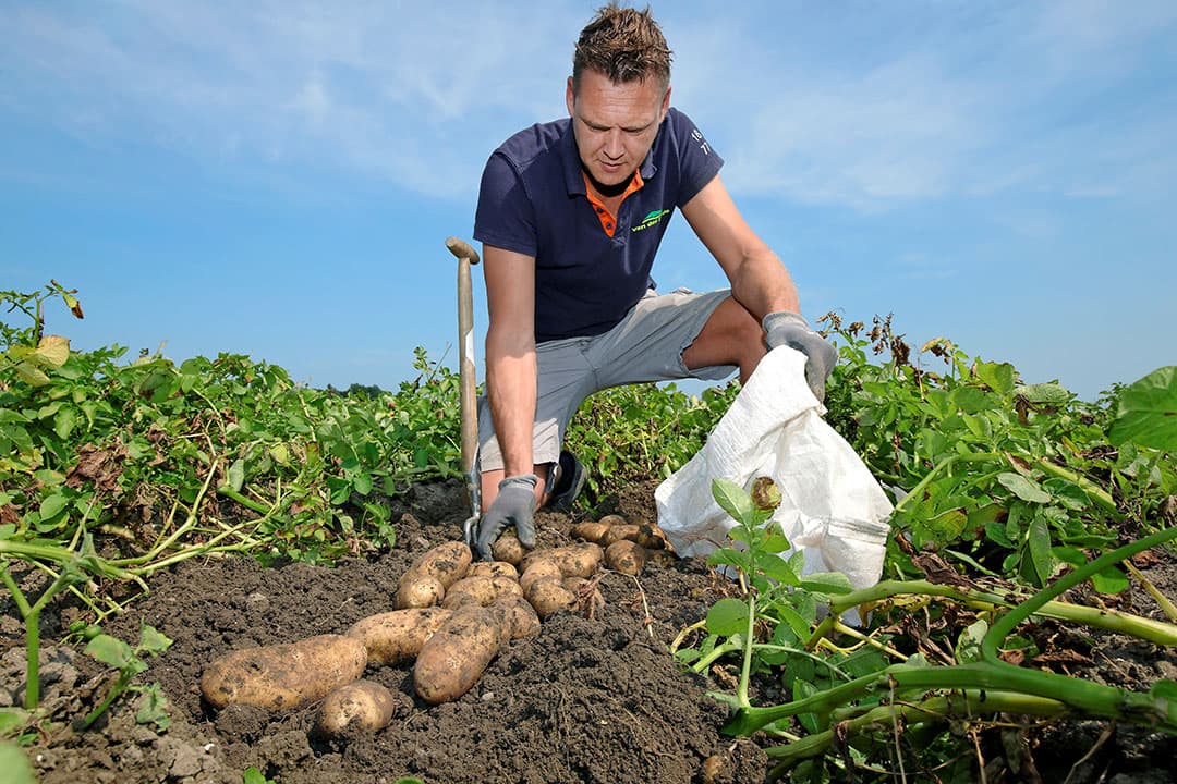 Proefrooiing van aardappelen. Eric van der Linde haalt enkele aardappelen uit de grond om te bemonsteren. Foto: Ruud Ploeg
