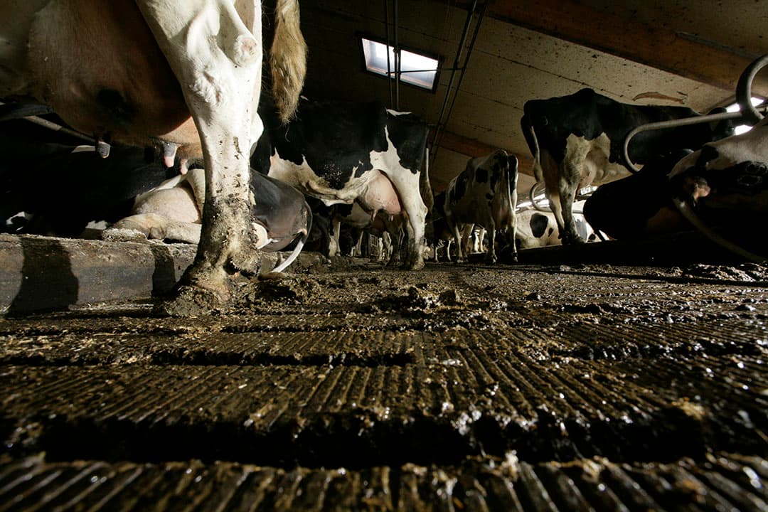 Foto: Koos Groenewold