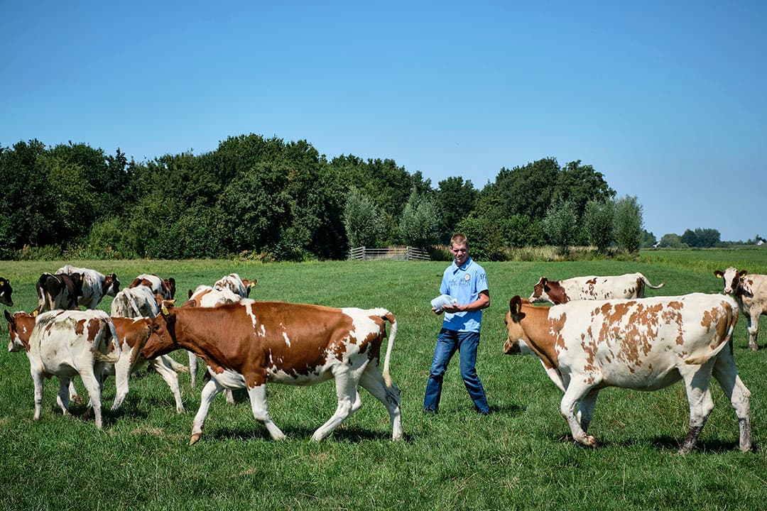 Als het jongvee een lichte wormenbesmetting meemaakt in de weide, zijn zij in het vervolg beter beschermt tegen wormeninfecties. - Foto's: Roel Dijkstra Fotografie/Fred Libochant