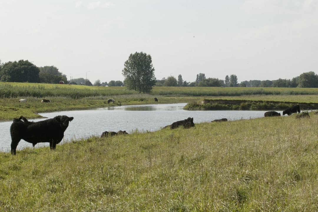 Vleesvee grazend in de uiterwaarden. - Foto: Irma Regtien